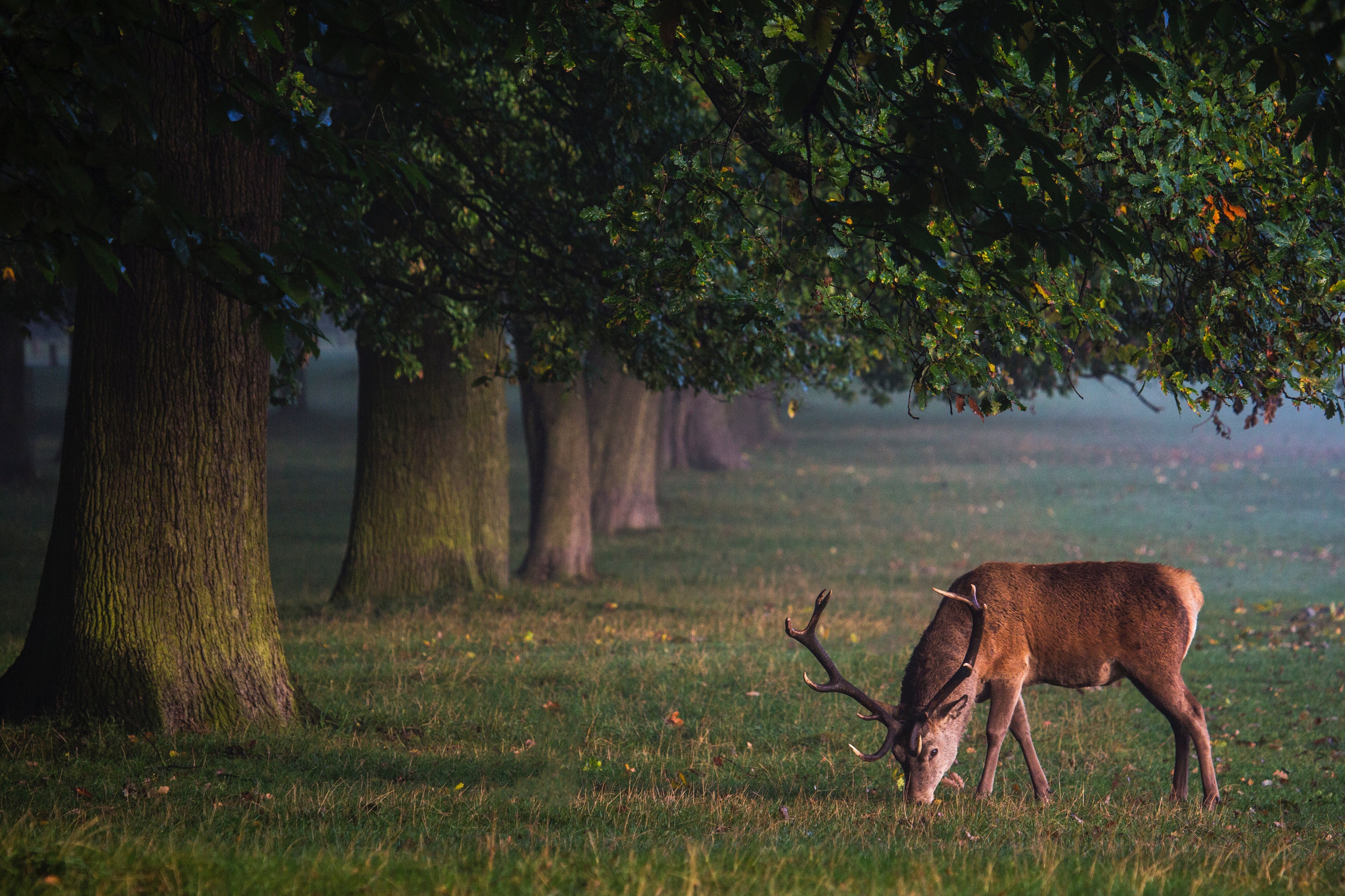 The deer culling cycle: turning skins into sustainably sourced leather